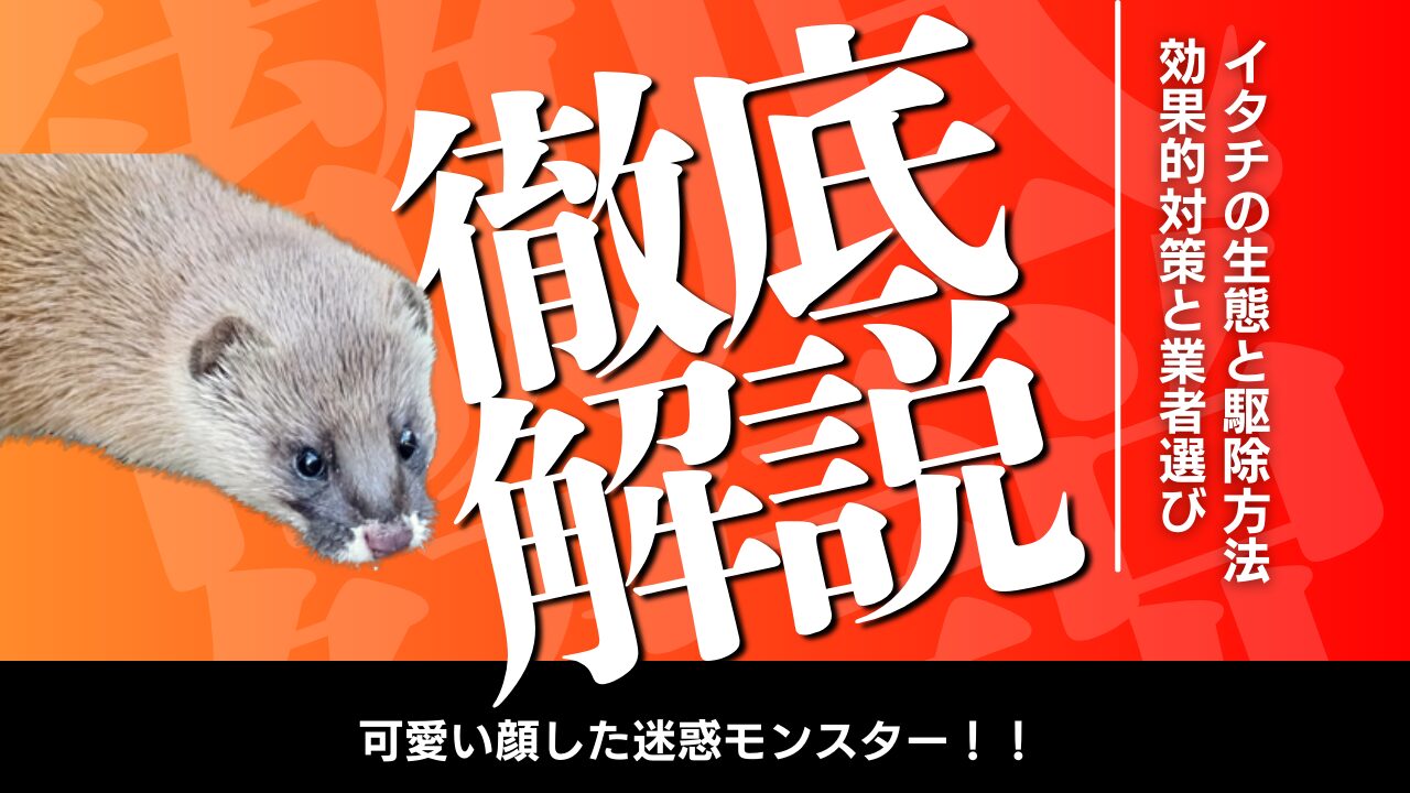 　【最新版】 イタチの生態と駆除方法を徹底解説！効果的対策と駆除業者の選び方